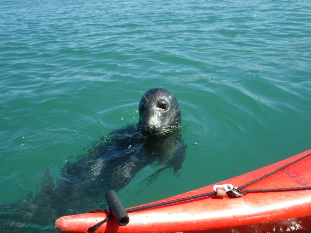 Seal next to sea kayak